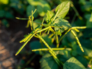 Green beans that are cultivated in the fields It is an economic plant in Thailand.