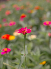 Pink flowers, close-up, outstanding, bright, in the garden, looking fresh and comfortable