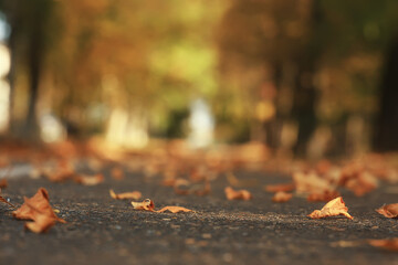 abstract blurred autumn background park, city fall nature october - obrazy, fototapety, plakaty