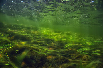green algae underwater in the river landscape riverscape, ecology nature