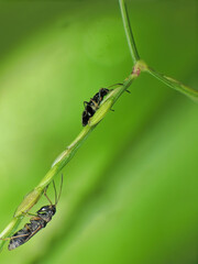 close-up of black ant farming aphids colony on grass