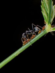 close-up of black ant farming aphids colony on grass