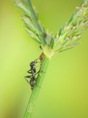 close-up of black ant farming aphids colony on grass
