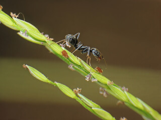 close-up of black ant farming aphids colony on grass