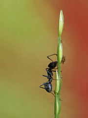 close-up of black ant farming aphids colony on grass