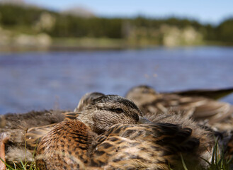 Some ducks in the foreground and a lake with mountains behind. In the Bulloses