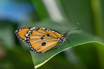 Papillon sur une grande feuille