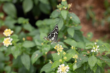 Papillon sur fleurs plan moyen