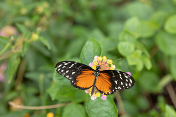 Fototapeta na wymiar Papillon papillon sur fleur gros plan