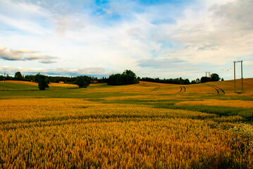 Pole z pięknymi obłokami nieba