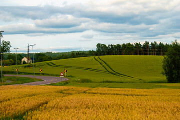 Pole pszenicy i żyta © Sebastian