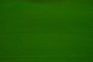 Zieleń trawiastsa © Sebastian