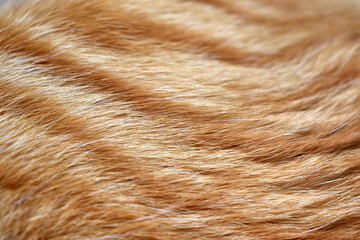 Ginger cat fur texture background.