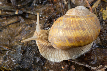 Burgundy snail, Helix, Roman snail, edible snail, escargot, on the surface of old stump with moss in a natural environment. Green moss and mold growing on the old tree trunk.
