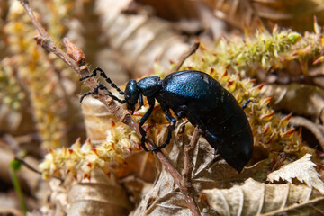 Violet oil beetle, Meloe violaceus feeding on grass, macro photo