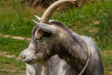 Grey goat portrait on grass background. Horned goat grazing on a green meadow, rural scene