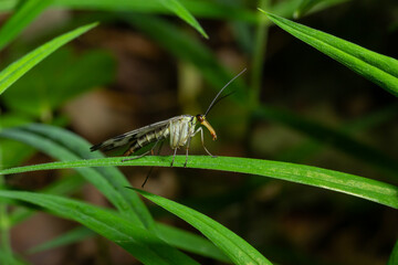 Panorpa communis is the common scorpionfly a species of scorpionfly. Its are useful insects that eat plant pests