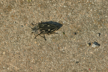 Marienprachtkäfer oder auch Großer Kiefernprachtkäfer (Chalcophora mariana)	