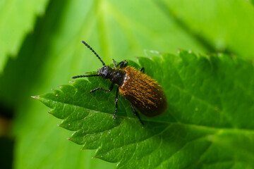 Lagria hirta beetle. A hairy beetle in the family Tenebrionidae, said to feed on Asteraceae and Apiaceae plants