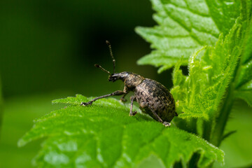 A black vine weevil, Otiorhynchus sulcatus, Family Curculionidae, on a wild privet leaf