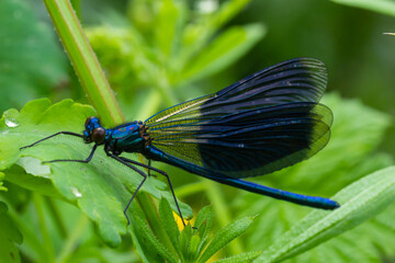 Banded demoiselle, Calopteryx splendens, sitting on a blade of grass. Beautiful blue demoiselle in its habitat. Insect portrait with soft green background. Wildlife scene from nature