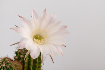 Macro close up of light pink flowers of cactus. Cactus in Bloom. Blooming cactus flower.