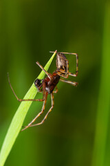 Neriene peltata is a species of spider belonging to the family Linyphiidae