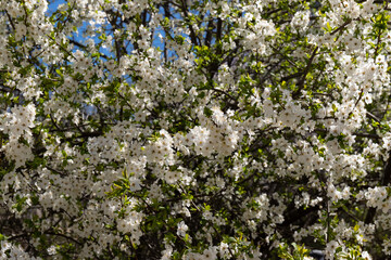 Beautiful branches of blossoming plums. Beautiful abstract spring background.