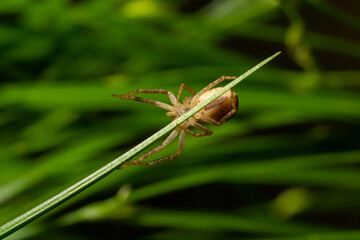 Adult Male Running Crab Spider of the Family Philodromidae