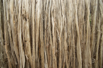 Closeup shot of raw jute fiber hanging under the sunlight for drying. Brown jute fiber texture and  background
