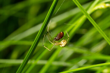 Closeup of the spider Enoplognatha ovata or the similar Enoplognatha latimana, family Theridiidae. On the underside of a leaf of common ragwort Jacobaea vulgaris. July