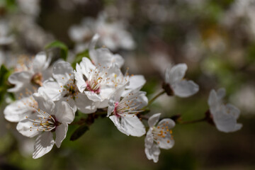 Beautiful branches of blossoming plums. Beautiful abstract spring background.