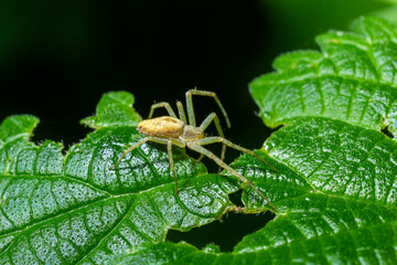 Spider Misumena vatia goldenrod crab spider or flower is a species of crab spider with holarctic distribution, belongs to the family Thomisidae