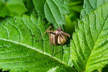 A nursery web spider Pisaura mirabilis seen carrying her egg sac in July