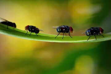 close-up of flies on leaf