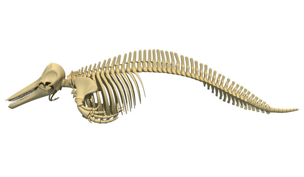 Dolphin Skeleton anatomy 3D rendering side view
