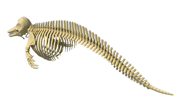 Dolphin Skeleton anatomy 3D rendering back view