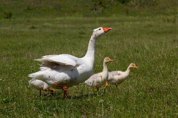 Angry goose protects goslings outdoors on a green meadow. Countryside concept, domestic goose with gosligs