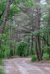 Fototapeta premium A road in a coniferous rainforest. Beautiful summer landscape. Design of wallpapers, photo wallpapers, screensavers, covers.