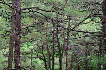 Coniferous trees in the forest. Beautiful summer landscape. Design of photo wallpapers, screensavers, covers.