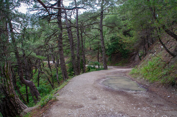 Obraz premium A sandy road in a coniferous forest. Beautiful summer landscape. Design of photo wallpapers, screensavers, covers.