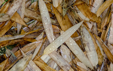 Background of yellowed wet palm leaves on the ground. Autumn weather.