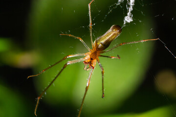 Tetragnatha montana on the termuric green leaf on a summers day