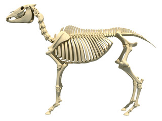 Horse Skeleton anatomy 3D rendering