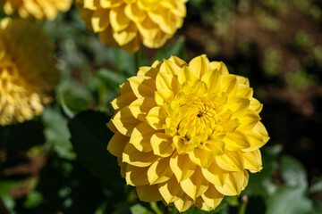 黄色いダリアの花のクローズアップ