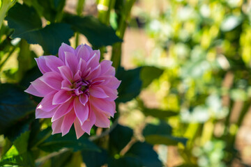 Obraz premium かわいらしいピンク色のダリアの花