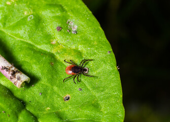 Deer tick on a green leaf background. Ixodes ricinus. Close-up of dangerous infectious mite on natural texture with diagonal line. It carries encephalitis, Lyme borreliosis, babesiosis, ehrlichiosis