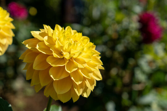 Yellow dahlia flower close up with copy space