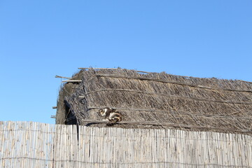 chat sur son toit de paille