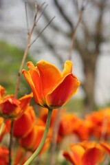Bright red and orange tulips growing in the spring garden.